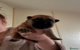 Mixed Breed dogs for sale: German shepherd cross chow chow/French bulldog  - Image 13