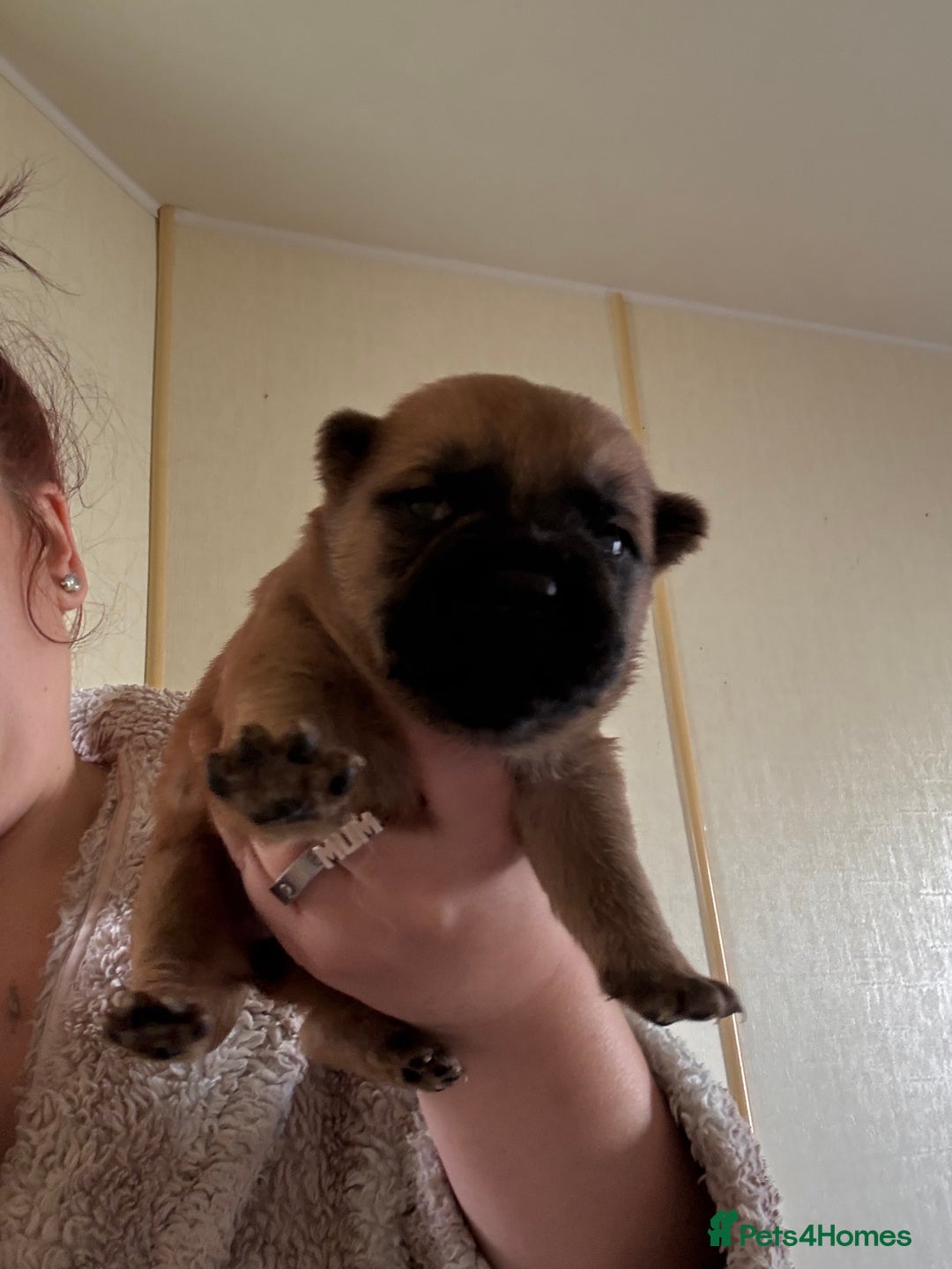 Mixed Breed dogs for sale: German shepherd cross chow chow/French bulldog  - Image 13