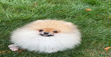 Pomeranian dogs - Advert 6