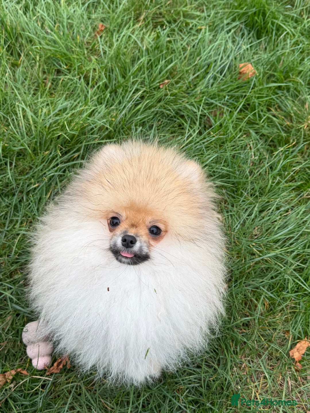 Pomeranian dogs for sale: Two tiny boys are looking for their home - Image 2