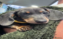 Miniature Dachshund dogs for sale: Miniature dachshund female puppy - Image 6