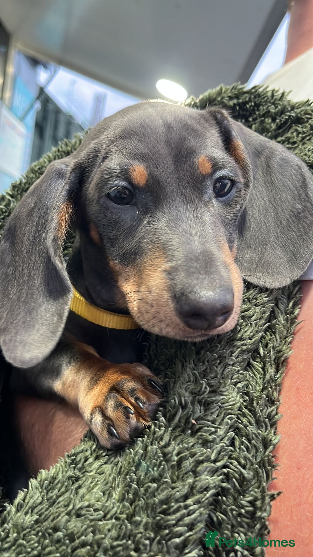 Miniature Dachshund dogs for sale: Miniature dachshund female puppy - Image 6