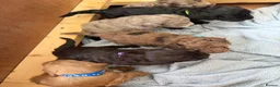 Cockapoo dogs for sale: F2 cockapoo litter  in Bolton - Advert 10