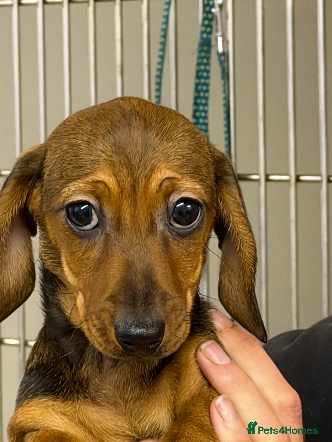 Miniature Dachshund dogs for sale: Beautiful mini dachshund puppy's now available  - Advert 14