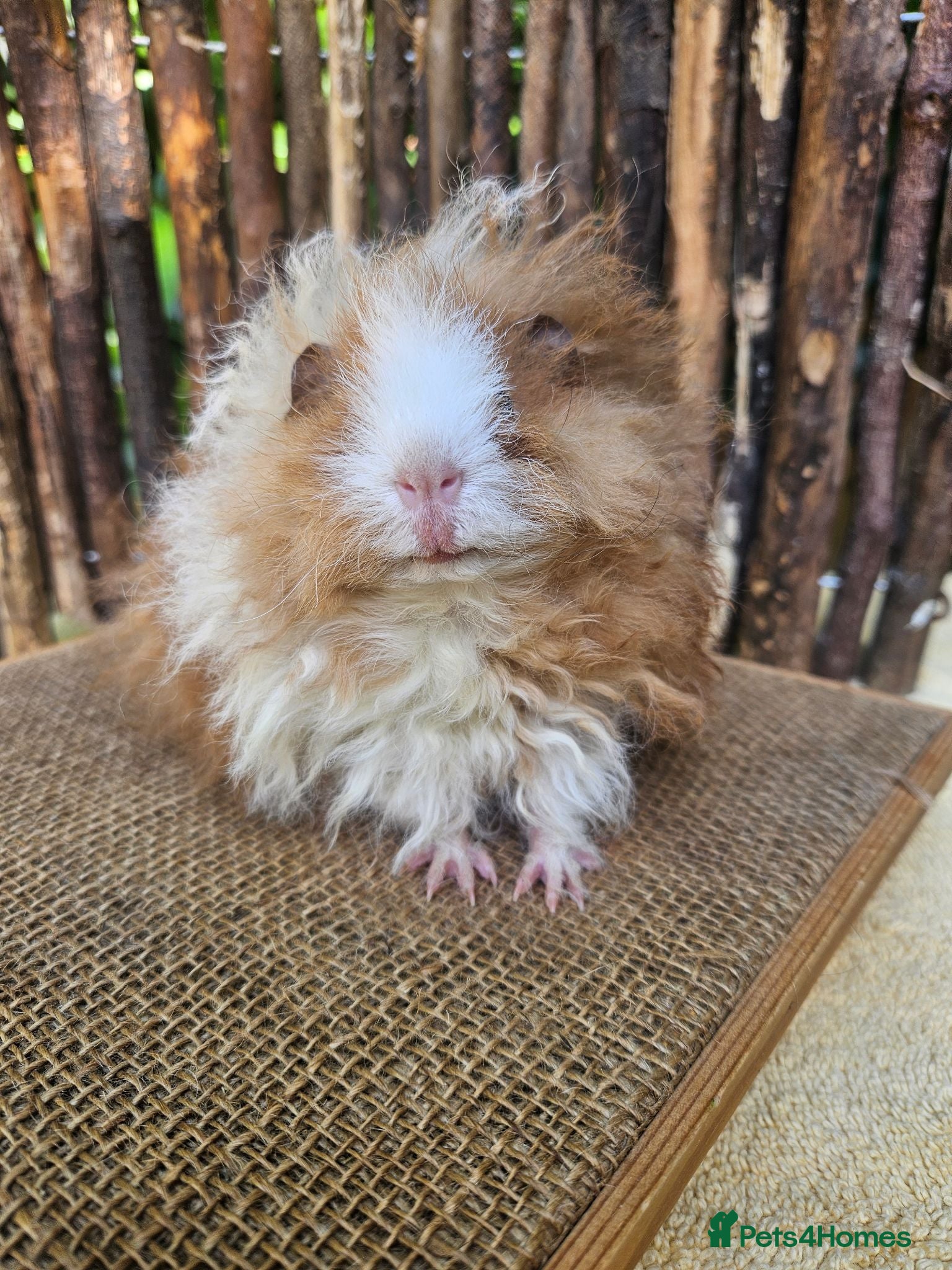 Guinea Pig rodents Gorgeous Minipli sow gold and white girl ready now - Advert 1