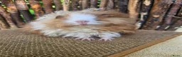 Guinea Pig rodents for sale: Gorgeous Minipli sow gold and white girl ready now - Advert 1