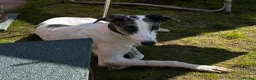 Lurcher dogs for stud: Gorgeous blue merle lurcher for stud  - Advert 4