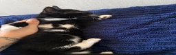 Mixed Breed cats for sale: 4 gorgeous tabby mixed litter - Advert 6