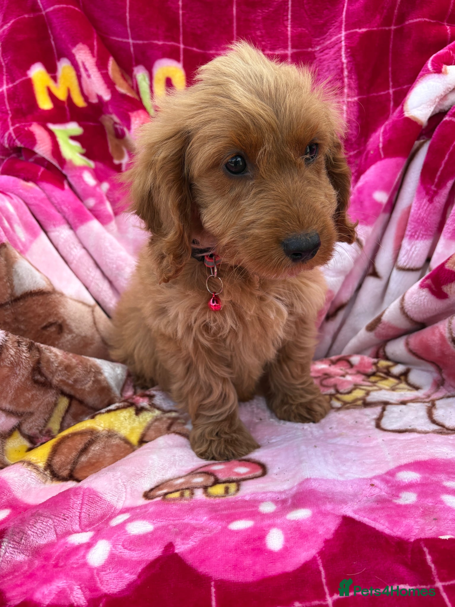 Cockapoo dogs Girl Cockerpoo  - Advert 2