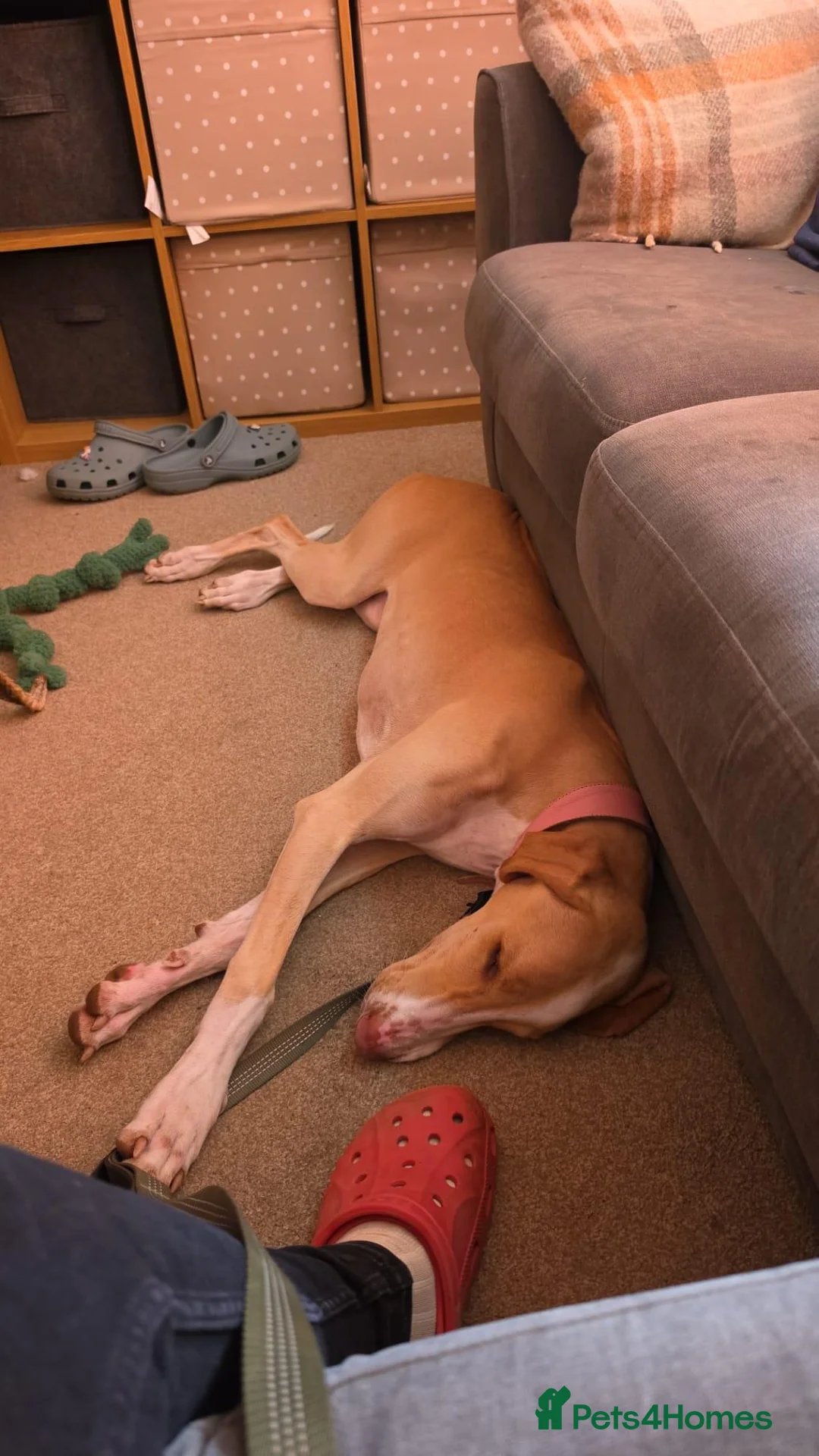 Mixed Breed dogs for sale: Brafghano in Lincoln - Advert 2