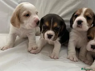 Beagle dogs Kc registered,,, show winning beagles - Advert 4