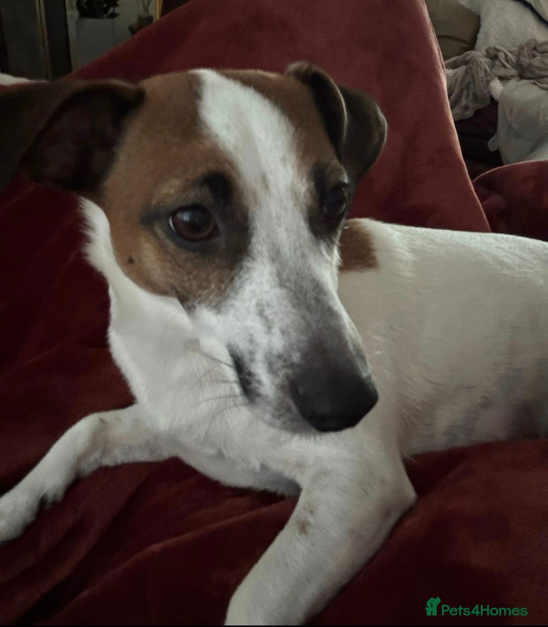 Jack Russell dogs Puppies for Sale - Advert 23
