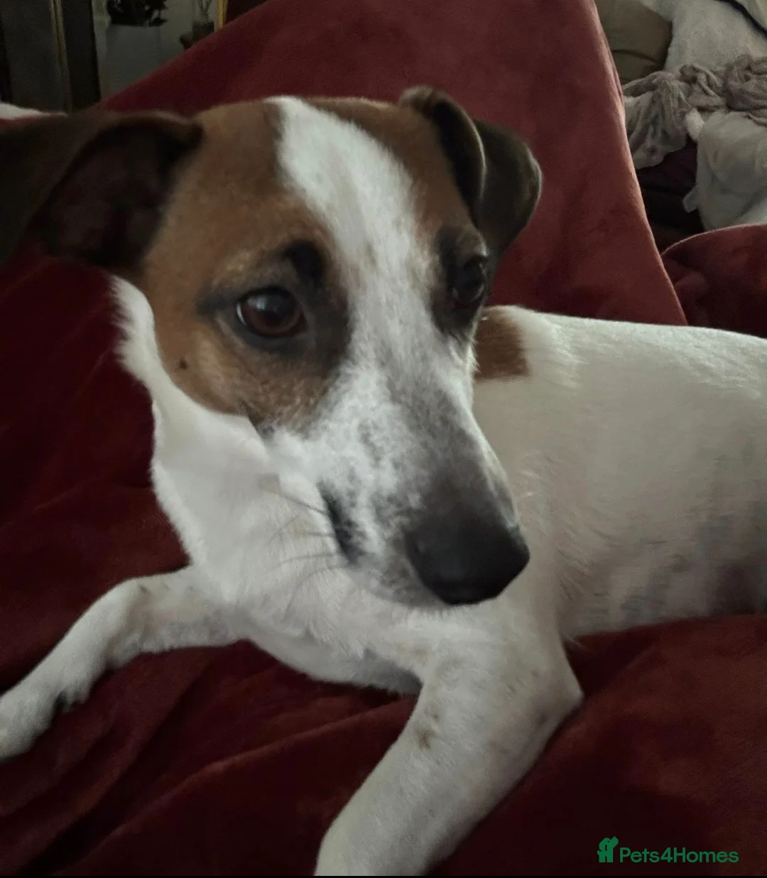 Jack Russell dogs for sale: Puppies for sale soon - Advert 4