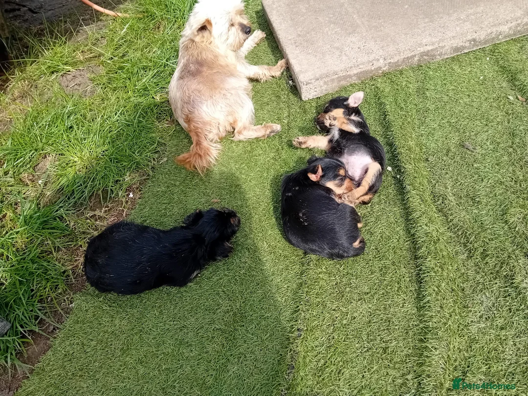 Chorkie dogs for sale: 4 beautiful chorkie girls  - Advert 2