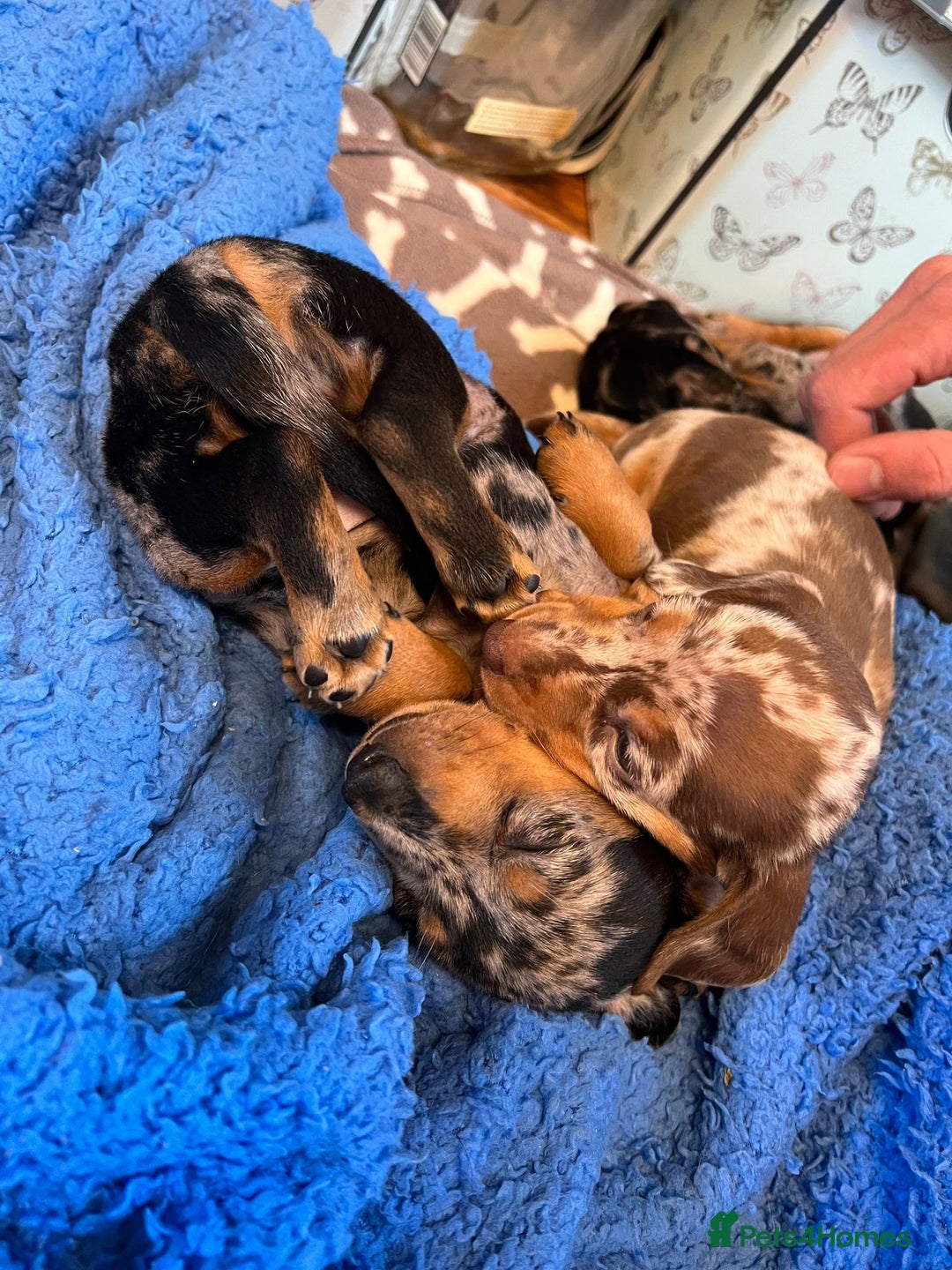 Miniature Dachshund dogs for stud: Romeo the miniature Dachshund  - Image 9