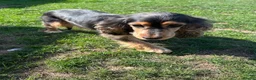 Cocker Spaniel dogs for sale: Beautiful adult female  - Advert 3