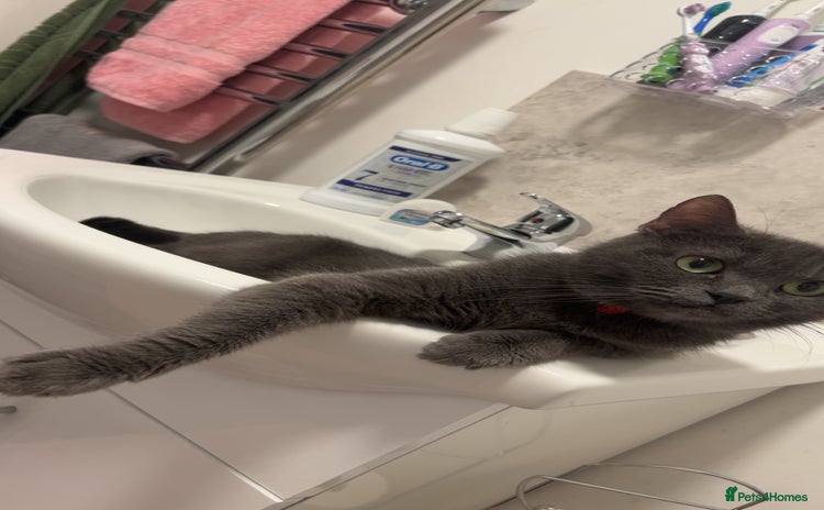 Russian Blue cats - Advert 1