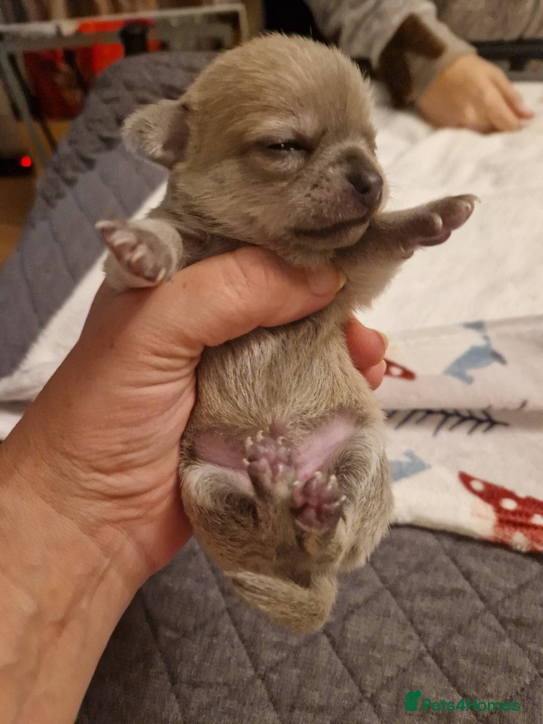 Chihuahua dogs for sale: Female Puppies  - Image 2