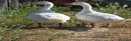 Geese poultry for sale: Smooth Sebastopol male goslings - Advert 2