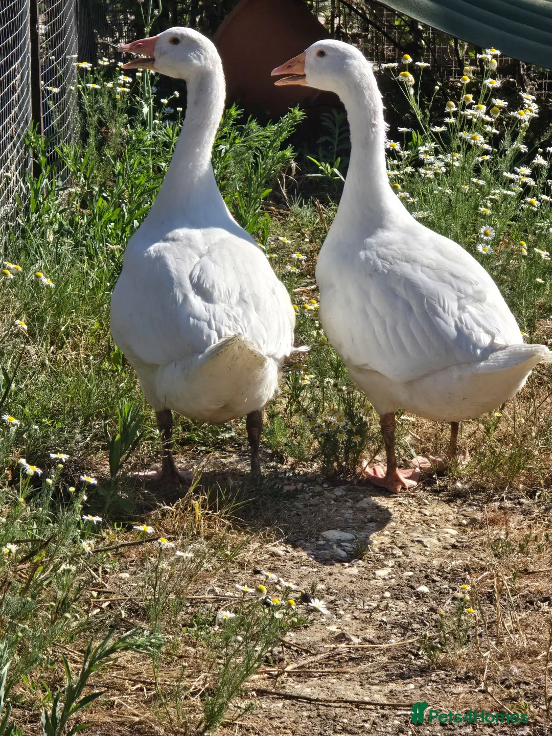 Geese poultry for sale: Smooth Sebastopol male goslings - Advert 2