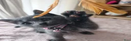 Mixed Breed cats for sale: Gorgeous British Shorthair Mix Kittens - Advert 14