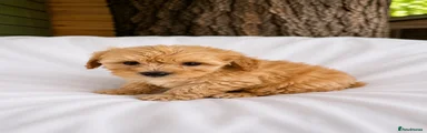 Cavapoo 3