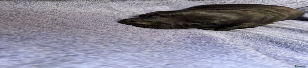Labradoodle Puppy 2