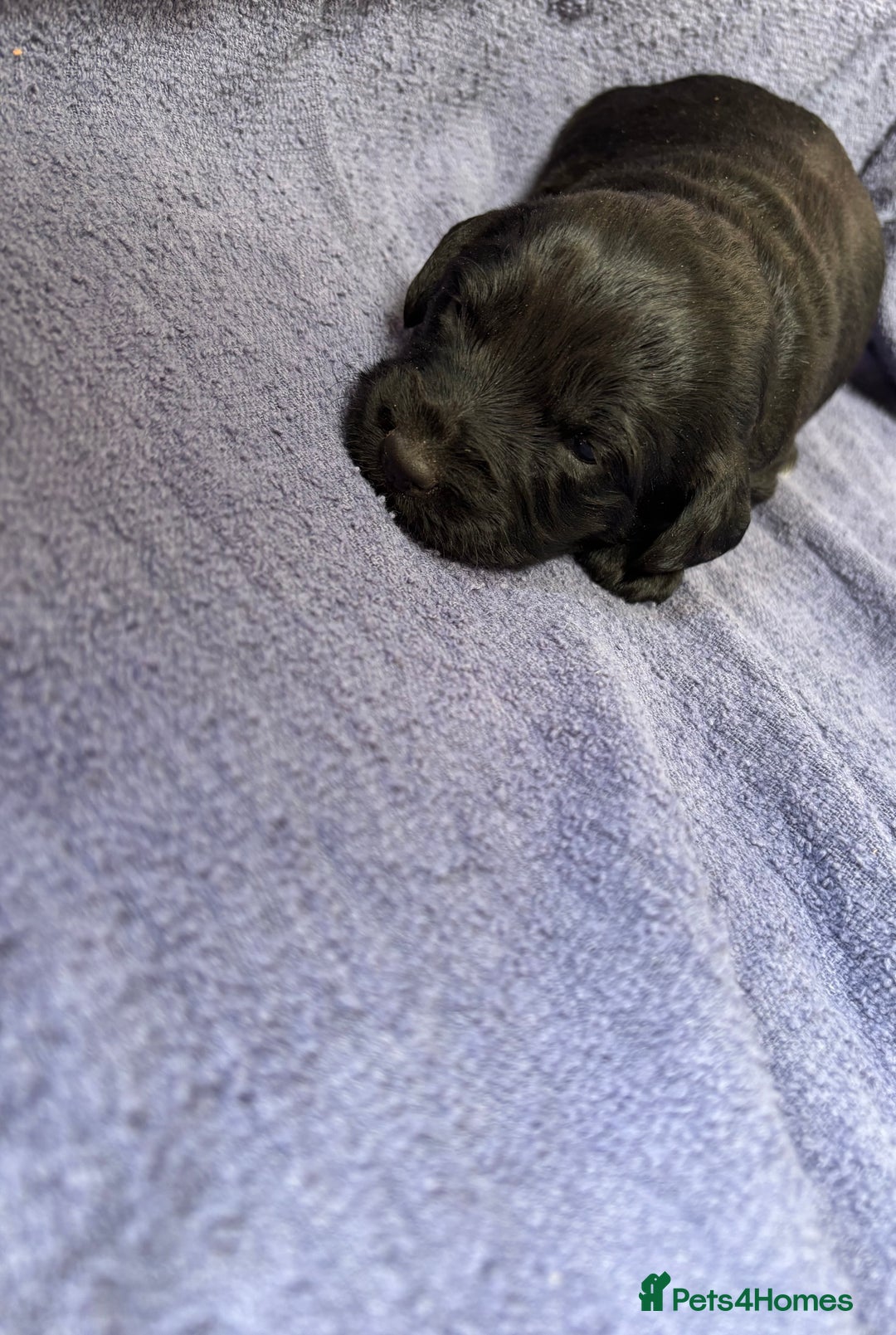 Labradoodle dogs for sale: F1 Labradoodle puppy’s  - Image 6