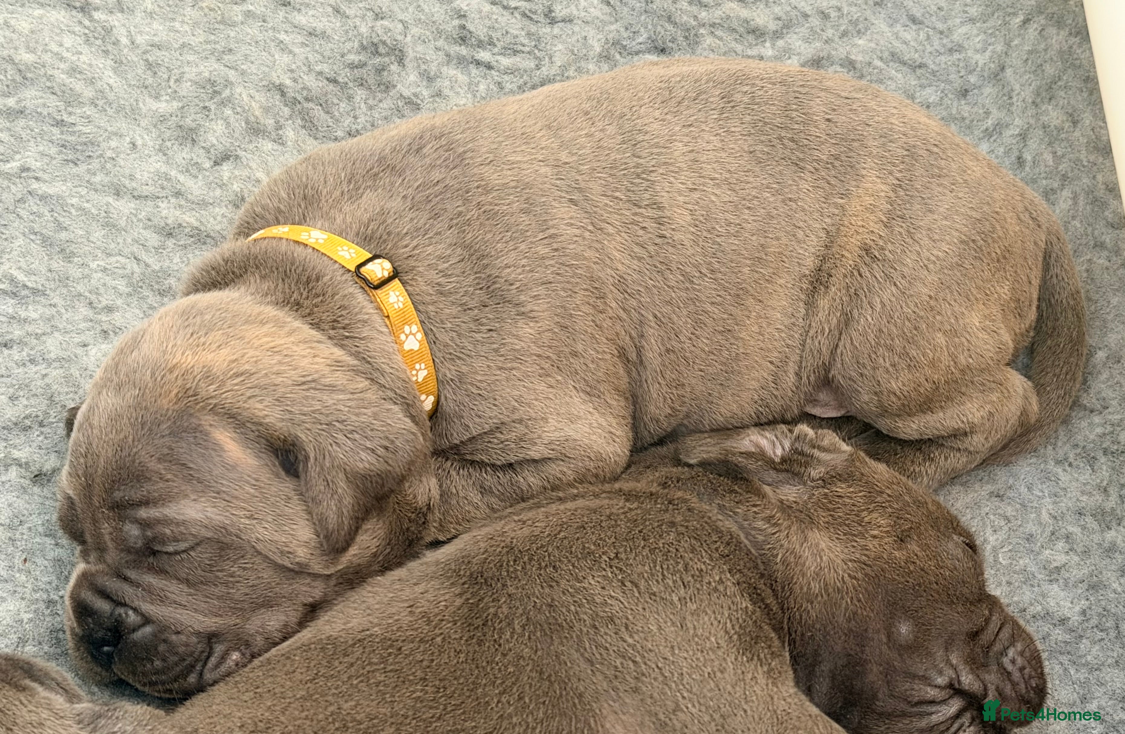Cane Corso dogs Final 3 girls, 1 boy  -health tested parents. - Advert 2