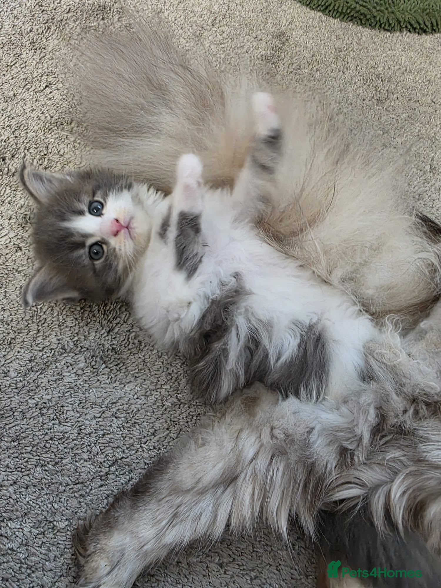 Maine Coon cats Beautiful and playful half Maine coon kittens  - Advert 3