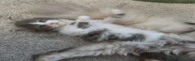 Maine Coon Kitten 2