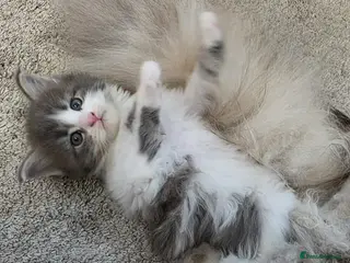 Maine Coon cats Beautiful and playful half Maine coon kittens - Advert 2