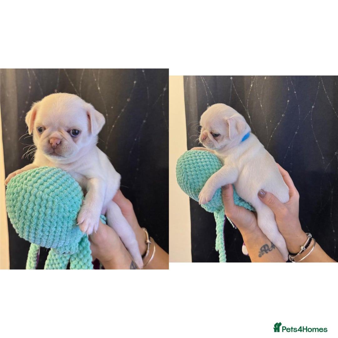 Pug dogs for sale: beautiful rare colour pug puppies - Advert 5