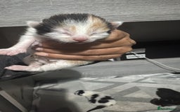 Mixed Breed cats for sale: Kittens - Advert 2