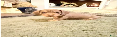 Miniature Dachshund Puppy 3