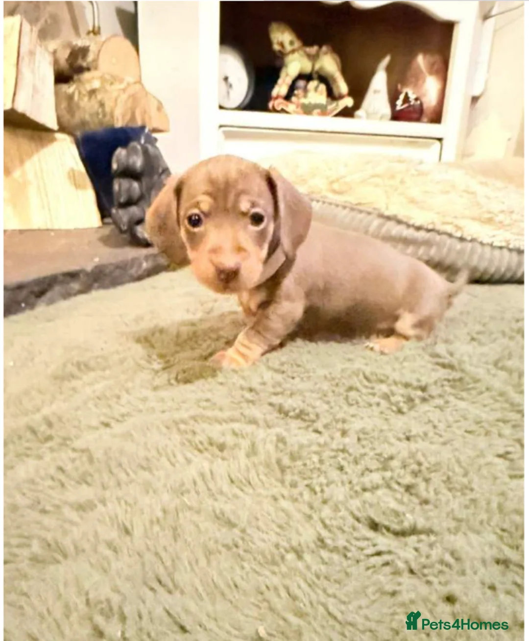 Miniature Dachshund dogs for sale: Beautiful Miniature Puppies - Advert 5