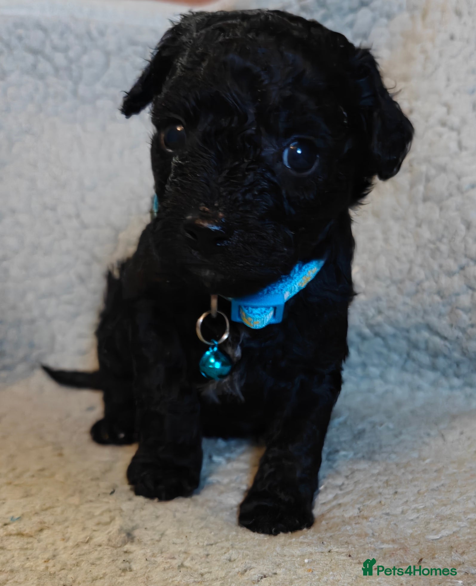 Mixed Breed dogs Cuteness overload  - Advert 1