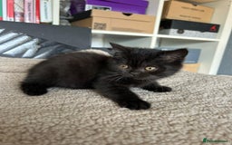 British Shorthair cats for sale: Champion GCCF Black British Shorthair Kittens - Image 5