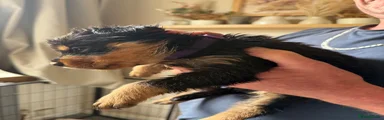 Rottweiler Puppy 3