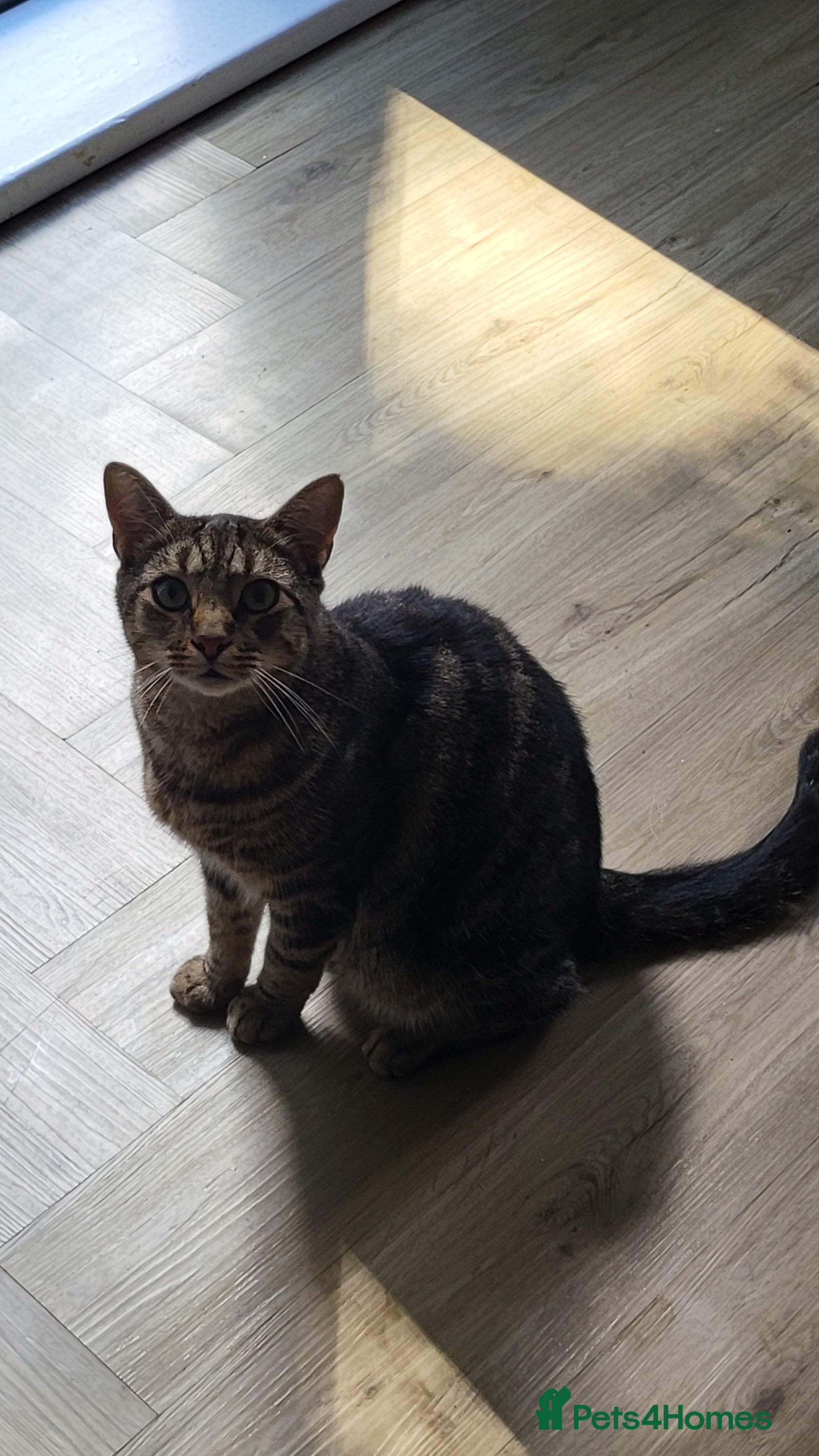 Mixed Breed cats Beautiful male mixed tabby with everything needed - Advert 3