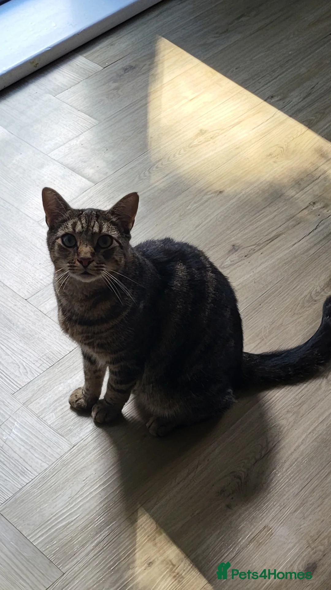 Mixed Breed cats for sale: Beautiful male mixed tabby with everything needed in Bolton - Advert 1