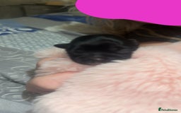 Mixed Breed dogs for sale: 6 Beautiful Babys - Image 4