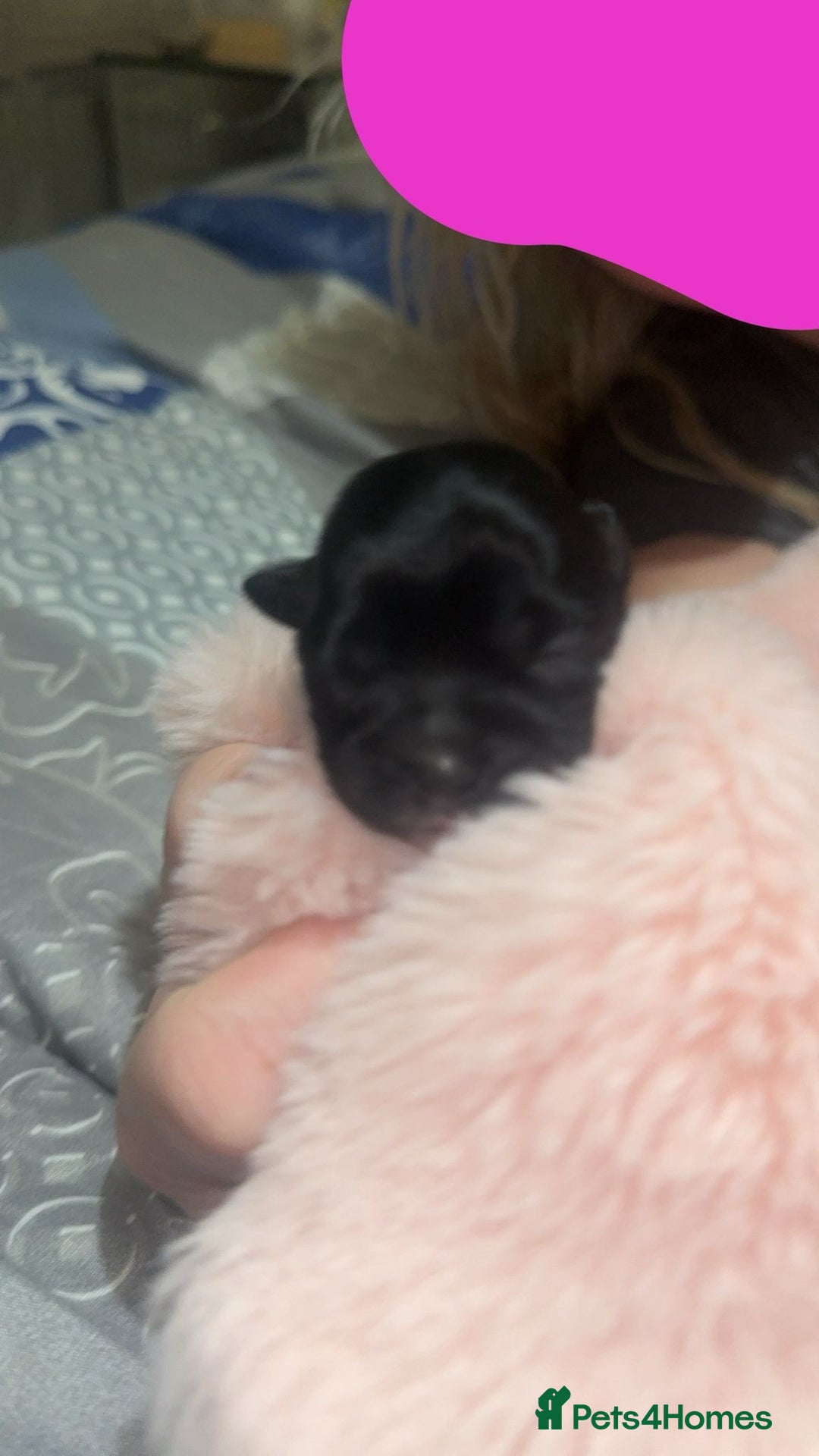 Mixed Breed dogs for sale: 6 Beautiful Babys - Image 4