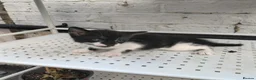 Mixed Breed cats for sale: Adorable kittens for sale BHS - Advert 14