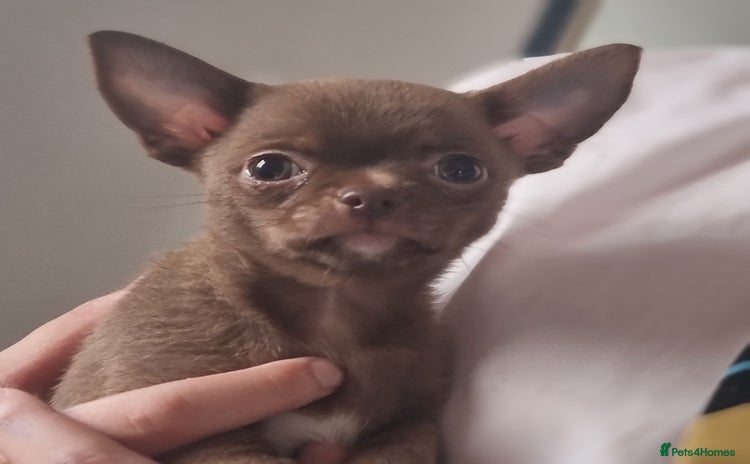 Chihuahua dogs - Advert 4