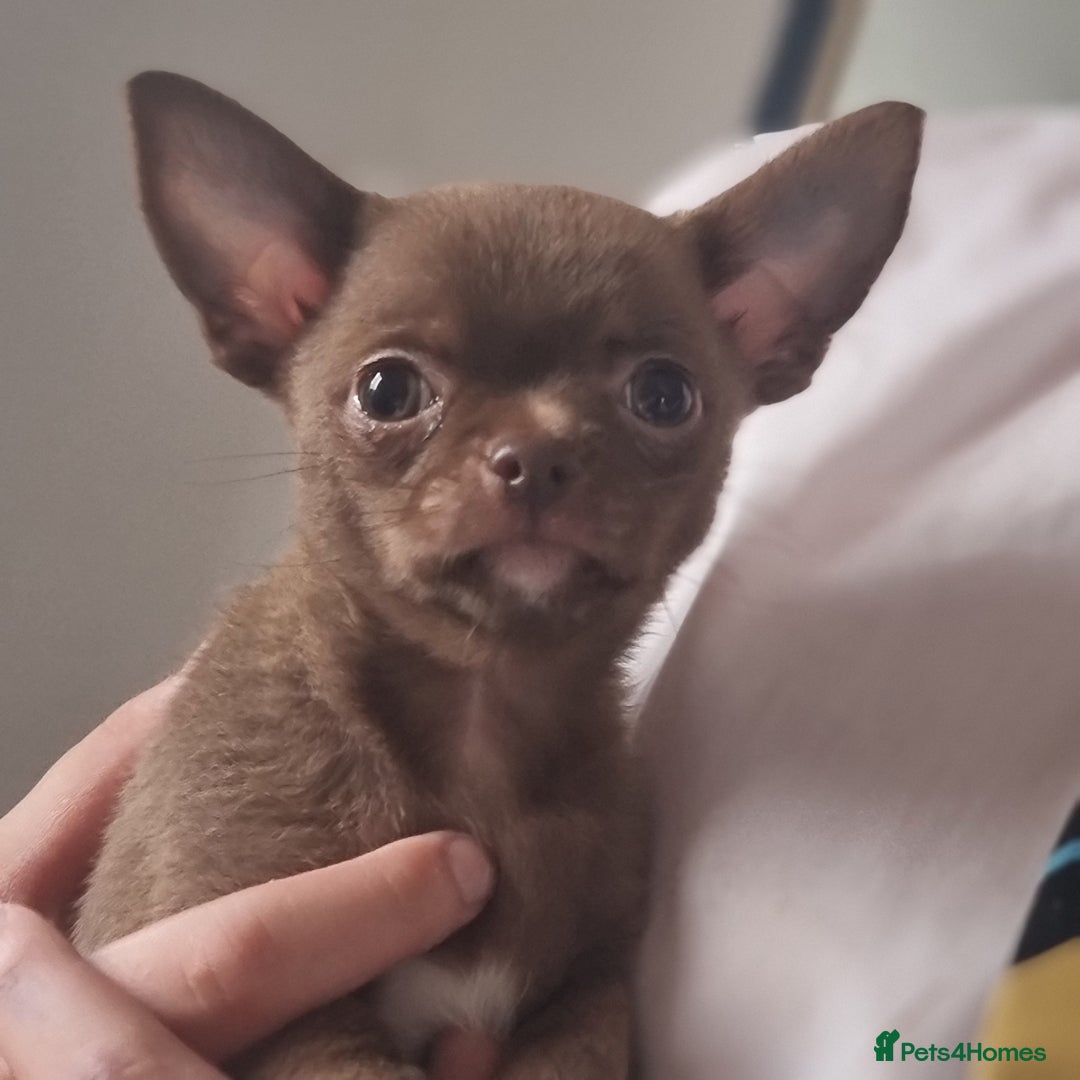 Animal Shelter Little Chihuahuas For Sale Dog Show Kiev-ukraine 25