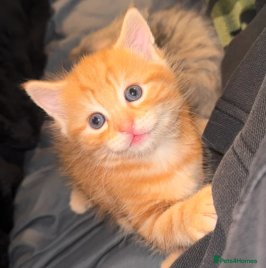 Mixed Breed cats for sale: Grey tabby kitten and ginger tabby kitten  - Advert 1