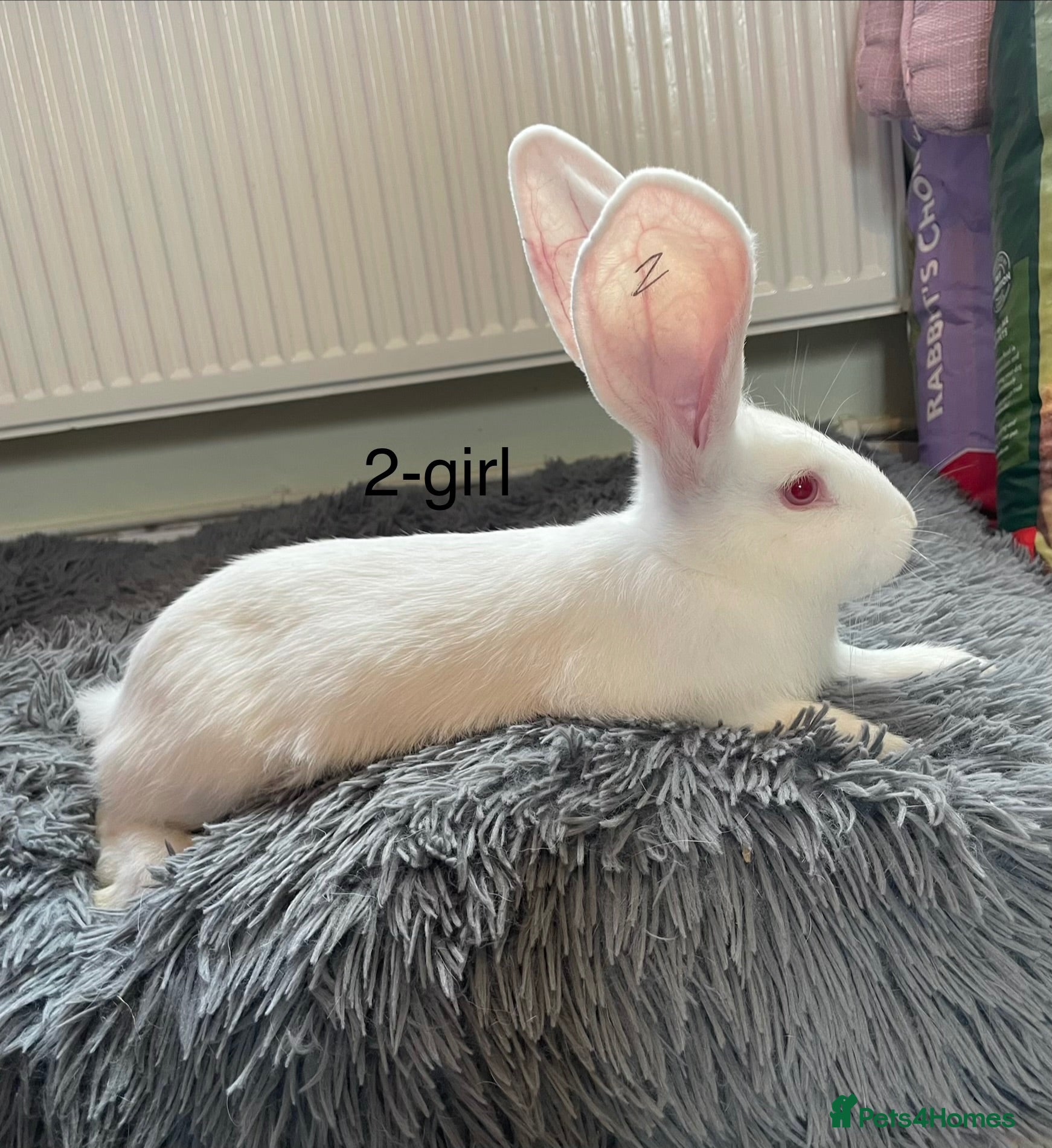 Continental Giant rabbits Beautiful pure bred continental giants - Advert 2