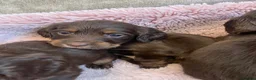 Cocker Spaniel dogs for sale: 7 Chocolate & Tan Cocker Spaniel Pups  - Advert 10