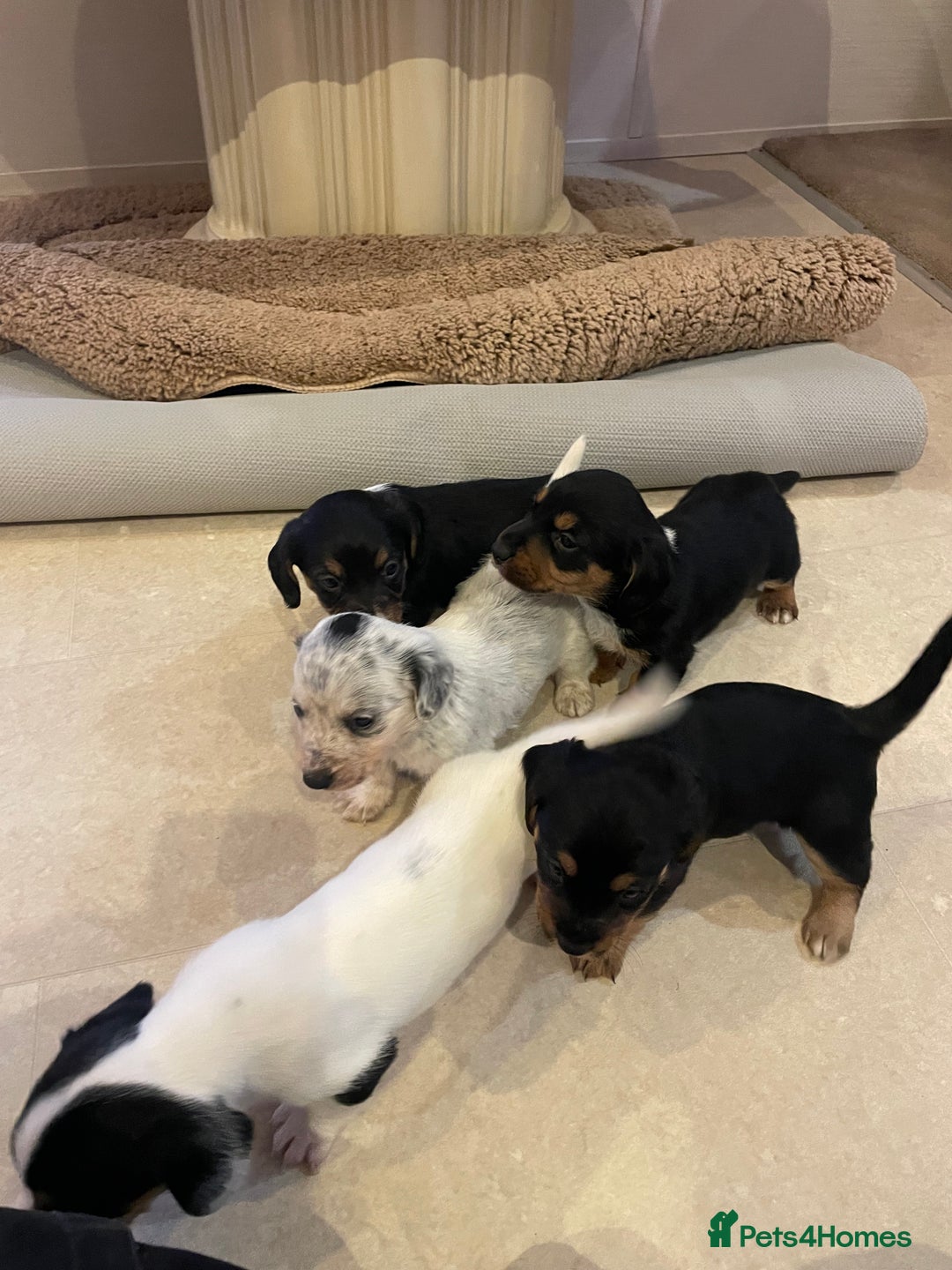 Mixed Breed dogs for sale: Sealyham terrier cross jack russel terrier  - Advert 9